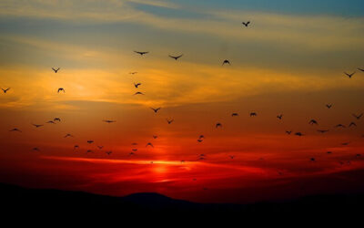 Forgiveness: The Gift That Keeps on Giving (And Here’s Why)