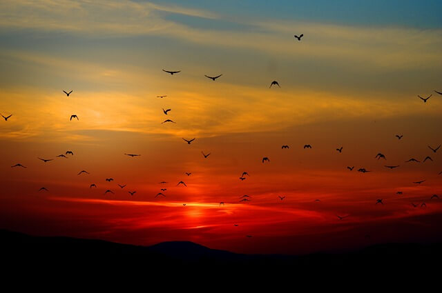 nature scene birds symbolize to letting go