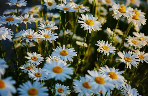 An open field with vibrant flowers and lush greenery, representing abundance.