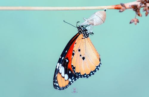 Butterfly emerging from a cocoon