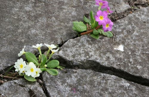 Plants growing through cracks in concrete.