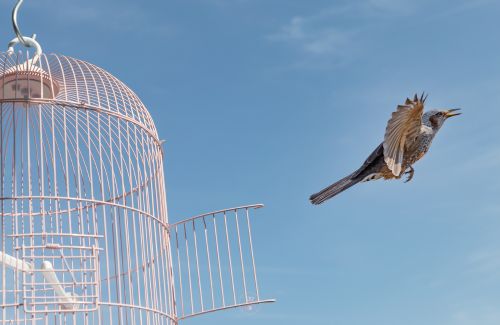 Releasing a bird from a cage, symbolizing freedom from fear.