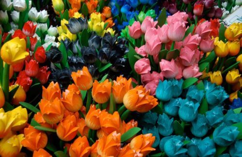 A colorful palette of flowers representing the diverse abundance of life's blessings.