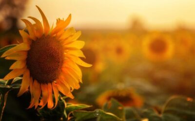 Embracing Worthiness: Cultivating an Abundance Mindset and Celebrating Equality