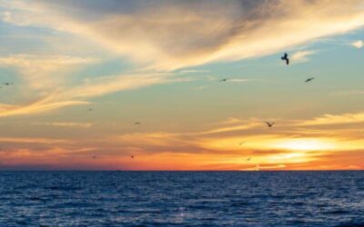 The Ripple Effect: Meditation and Collective Consciousness