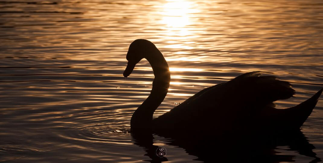 A majestic swan gliding gracefully on a serene lake, symbolizing inner peace and acceptance.