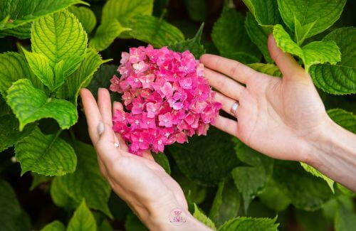 A pair of hands holding a blooming flower, capturing the beauty of newfound appreciation