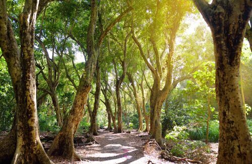 A pathway leading through a lush forest, inviting exploration and adventure.