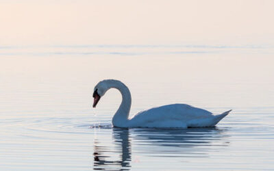 Embracing Uniqueness and Inner Swan: Way to Self-Acceptance