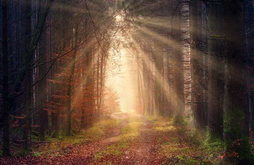 Inner Peace and Forgiveness - A tranquil path in a forest.