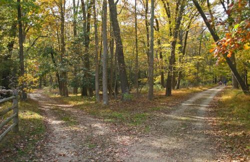 Two paths diverging in a forest.