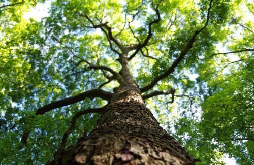 Being Present for Someone - An image of a tree growing strong and tall, symbolizing how authentic relationships grow when we are truly present for someone.