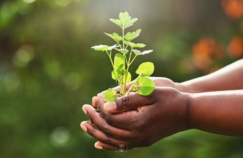 Finding balance in life - A pair of hands cupped around a small plant, symbolizing self-care and nurturing oneself to give back.