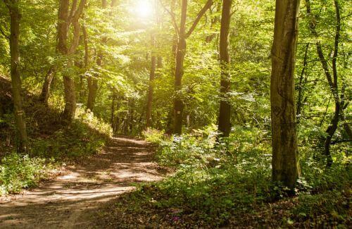 Learning from Experience - A symbolic path leading through a forest with sunlight breaking through, symbolizing life's journey.