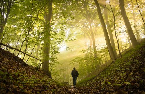 Take a Step Back - A serene forest path with sunlight streaming through the trees