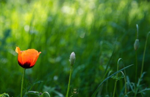 The Mirror of Love - A single flower blooming in a vast field, symbolizing individuality within a unified whole.