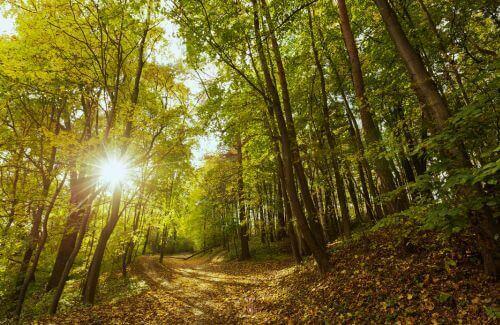 Power of Personal Choice - A forked forest path with sunlight streaming through the trees.