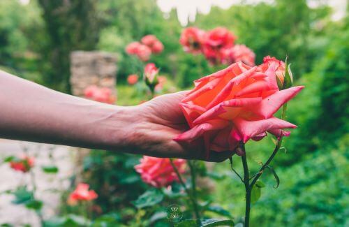 Practices for Healing Self-Judgment - A hand gently holding a blooming flower