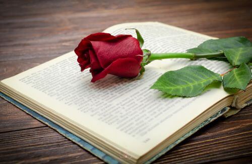 The Energy of Words - An open book is placed next to a rose